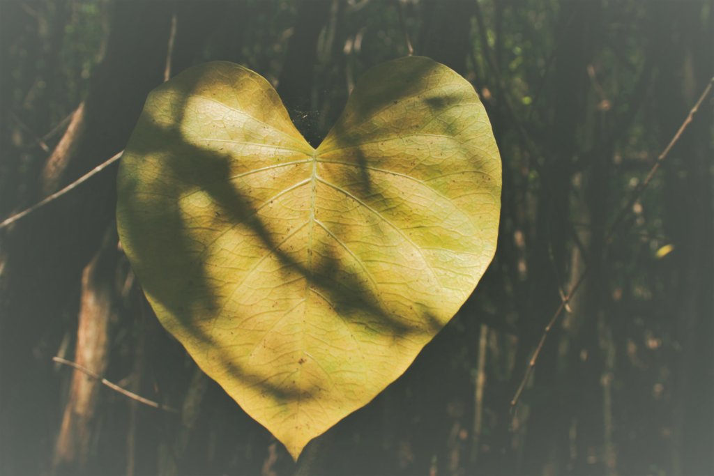 Atteinte cardiaque et Lyme
